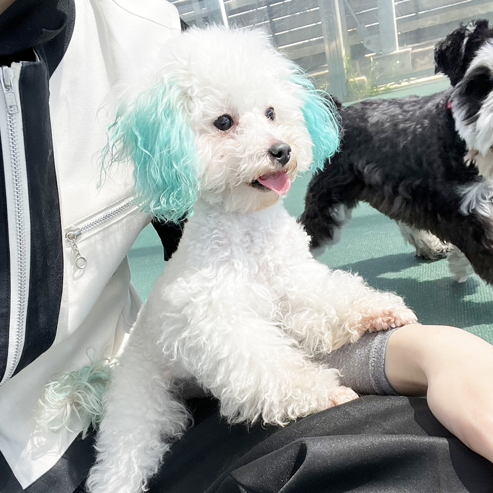 生徒が撮影したモデル犬たち♪②
